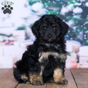 Darcy (F1b), Mini Bernedoodle Puppy